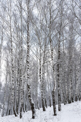 Birch grove after a snowfall on a winter cloudy day. Birch branches covered with snow.