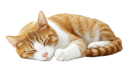 Orange and white cat sleeping , clipping path  -  