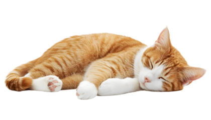 Orange and white cat sleeping , clipping path  -  
