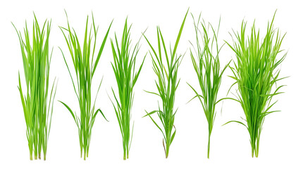 Fototapeta premium Set of grass blades , clipping path - 