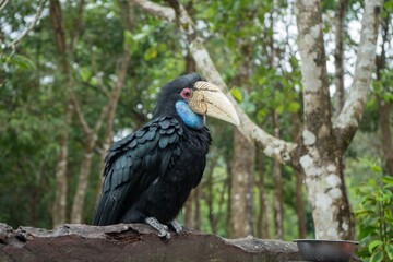 Majestic Rufous necked Hornbill Perched on a Log in Lush Green Forest