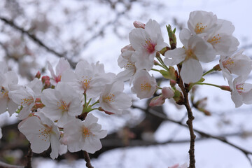 都心散歩　桜満開の上野公園あたり