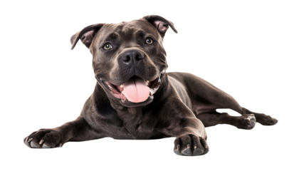 Smiling Cane Corso dog , clipping path  -  