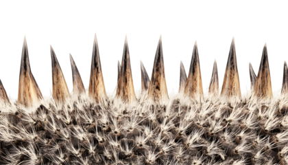 Spiked animal fur texture , clipping path  -  