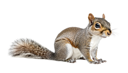 Squirrel , clipping path  -  