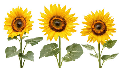 Obraz premium Sunflower collection , clipping path - 