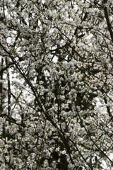 Fototapeta premium Japanese cherry (Prunus serrulata)
