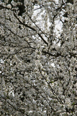 Japanese cherry (Prunus serrulata)