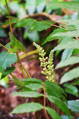 dwarf Oregon-grape, Cascade barberry, Cascade Oregon-grape, or dull Oregon-grape (Berberis nervosa)