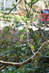 Spring buds