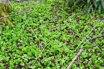 False lily of the valley sprouts (maianthemum dilatatum)
