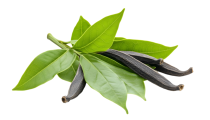 Vanilla green leaves and dried pods , clipping path  -  