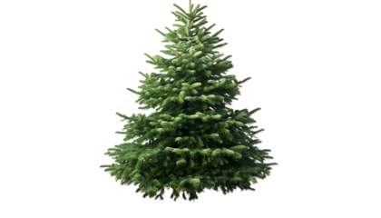 Undecorated Christmas tree , clipping path  -  