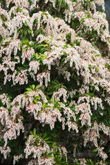 Japanese andromeda or Japanese pieris (Pieris japonica)