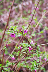 Salmonberry (Rubus spectabilis)