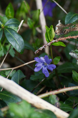 lesser periwinkle or dwarf periwinkle (Vinca minor)