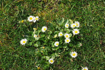 Daisy (Bellis perennis) © Conrmiller