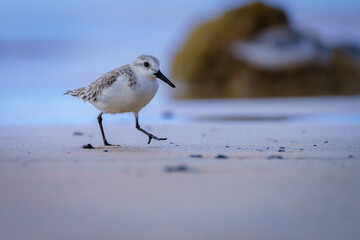 Sanderlinge oder auch Strandläufer (Calidris alba)