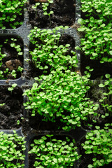 Foxglove seedlings growing in green plastic seed tray background. Grow your own concept.