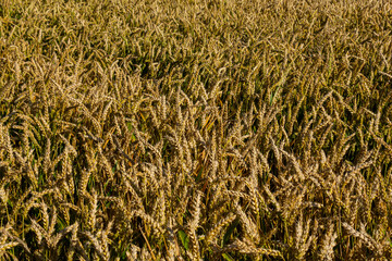 Wheat meadow. Ripe Gold Barley field in summer. Nature organic Yellow rye plant Growing to harvest. World global food with sunset in farm land autumn scene background. Happy Agricultural countryside