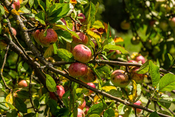 Ripe apples on the tree