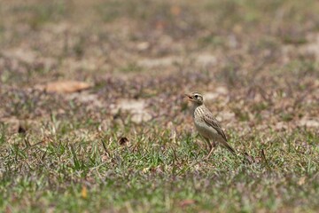 Small birds walk around the grass looking for food.