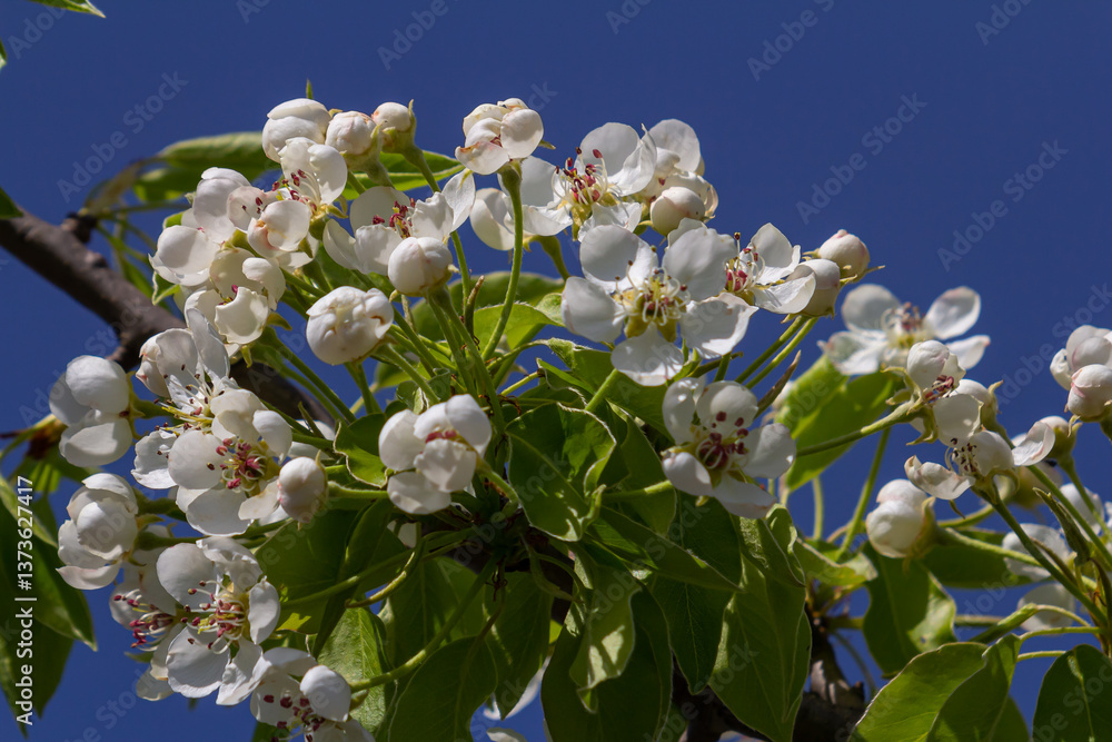 Poster branch of blooming pear tree . white flowers on a pear tree. spring background