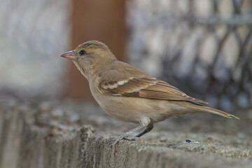 Yellow-throated Sparrow or Chestnut-shouldered Petronia (Gymnoris xanthocollis), perched on a wall, Jhalana Leopard Reserve, Jaipur, Rajasthan, India.