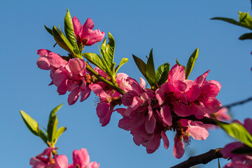Beautiful Pink Peach Blossoms in a Garden, Pink Peach Flowers Blooming on Peach Tree, Beautiful...
