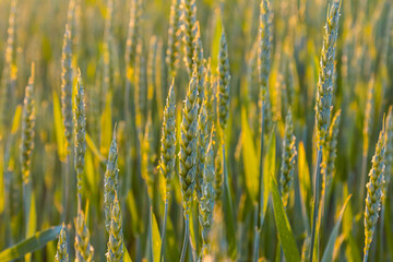 Wheat field at golden hour showcasing healthy green stalks and developing grains under soft sunlight in a serene rural landscape