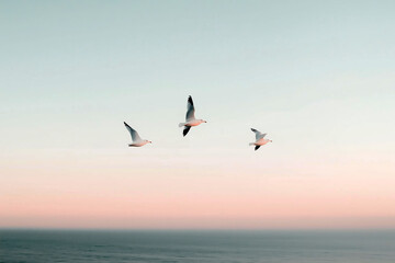 Three seagulls flying over calm ocean during pastel sunset sky