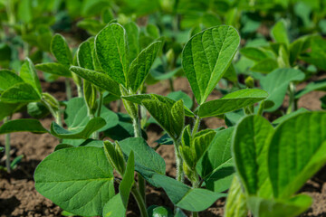 Green soybean plants thriving in a sunlit field during the early stages of growth in springtime