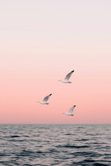 Fototapeta premium Three seagulls flying over calm ocean during pastel sunset sky