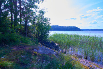 river in the forest