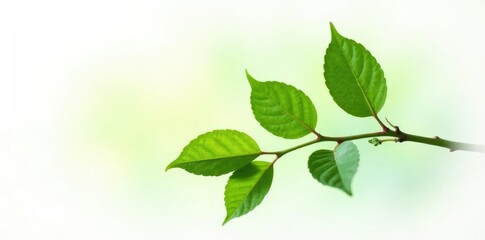 Obraz premium Single isolated branch with subtle leaf texture on white background, botanical, closeup