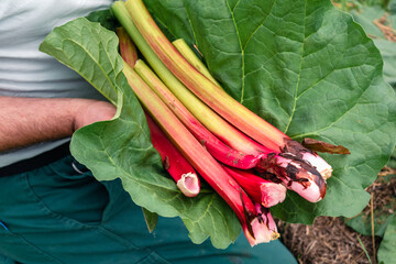 Rhubarb in a garden for making pies and compote, rheum rhabarbarum © Reflexpixel