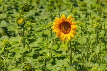 Bright sunflower standing tall among green foliage on a sunny day in a vast field during summer bloom