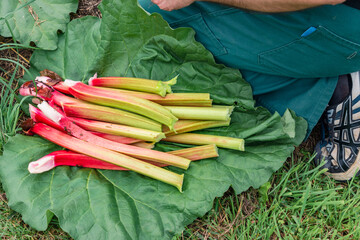 Rhubarb in a garden for making pies and compote, rheum rhabarbarum © Reflexpixel