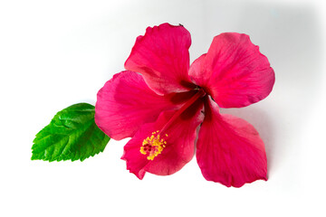 hibiscus flower's isolated on white background