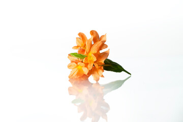 Orange Firecracker flower ( Crossandra infundibuliformis ) isolated on white background