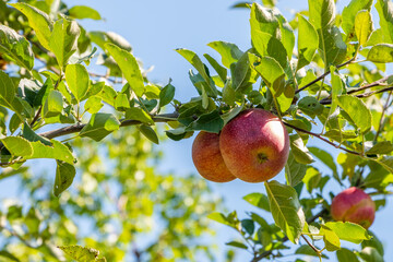 Blue tractor plowing the field for next seasons crops August, 21, 2021 Sivas, Turkey