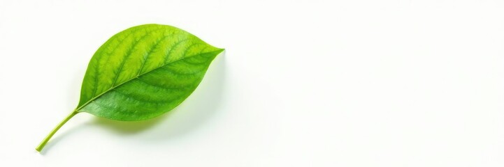 Fototapeta premium Single leaf on white background with artistic brush stroke effect, artistry, herb