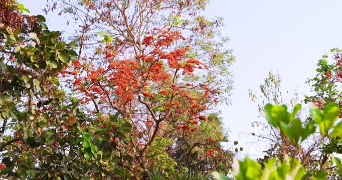 bright orange flowers are in full bloom on the tree with beautiful blue sky. taken in Myanmar, butea monosperma flowers.