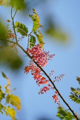 Cassia javanica flowers are in full bloom.