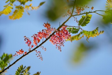 Cassia javanica flowers are in full bloom.