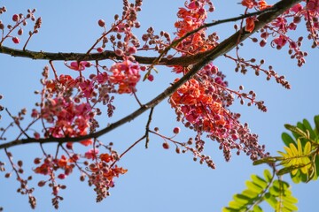 Cassia javanica flowers are in full bloom.