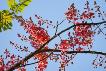 Cassia javanica flowers are in full bloom.