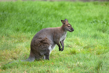 Red-necked Wallaby Notamacropus Rufogriseus
