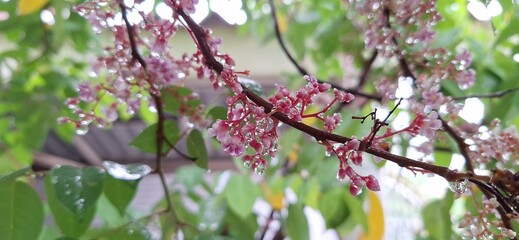 Picture of pink flowers in the garden after the rain