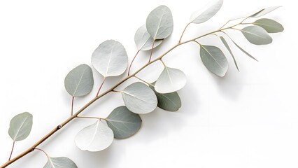 Fototapeta premium White-Painted Eucalyptus Branch with Minimalist Aesthetics, Isolated on a White Background, symbolizing minimalist sophistication and modern botanical decor, High-Resolution Contemporary Plant Stock